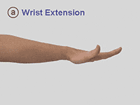 Wrist Extension